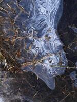 Frozen Water Surface with Ice Fractures and Brown Reed Grass photo