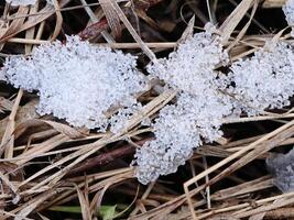 Snow pieces on the reed grass with dark holes in winter weather photo