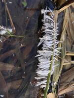 Detailed Close-up of Shaggy Ice Spikes on Vertical Reed Leaves Forming a Feather photo