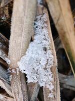 Snow piece on the reed grass with dark holes in winter weather photo