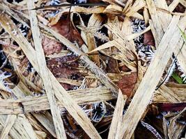 Snow-Covered dry leaves of reed plants in Winter Landscape, Close-up pampas grass as natural aesthetic pattern, minimal beauty of nature, serene wintertime scenery, white beige brown neutral color photo
