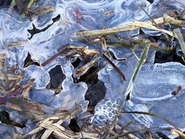 Frozen Water Surface with Ice Fractures, Holes in Ice Growing in Reeds photo