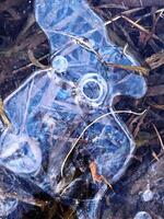 Layers of Ice with Trapped Air Bubbles forming a Rabbit in Reeds photo