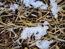 Snow patches on the reed grass with dark holes in winter weather photo
