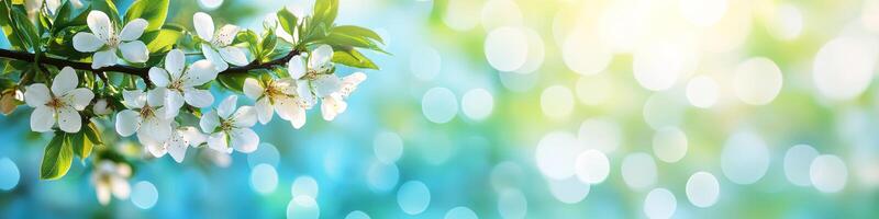 White Spring Blossoms on a Tree Branch With Sunlight, Nature Background With Bokeh Light photo