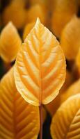 Golden Fall, Close-Up of Bright Yellow Leaf, Nature Background with Light and Shadow. photo