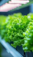 Fresh, Vibrant Green Lettuce Thriving Under LED Grow Lights in a Modern Indoor Vertical Farm photo