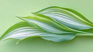Three Vibrant Green Hosta Leaves, Graphic Striped Pattern, Isolated on Pastel Green Background photo