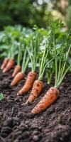 Fresh Orange Carrots Partially Buried, Growing Organically in a Rich Soil Garden Bed. photo