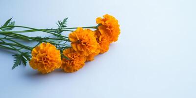 Vibrant Orange Marigolds on White, Floral Arrangement with Copy Space for Text or Design photo