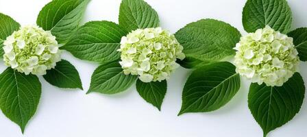 Three White Hydrangea Flowers With Green Leaves On A Solid White Background With Copy Space photo