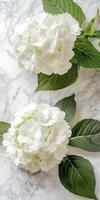 Two Elegant White Hydrangea Blooms with Lush Green Leaves on a Classic Marble Surface photo