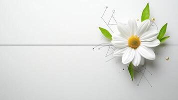 Single White Daisy Flower on a White Background with Copy Space for Text, Minimalist Design photo