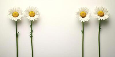 Four White Daisies On A Bright Plain Background With Copy Space For Adding Your Text. photo