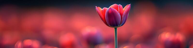 Pink Tulip Flower In Bloom, Spring Floral Background, Soft Sunlight, Shallow Depth Of Field photo