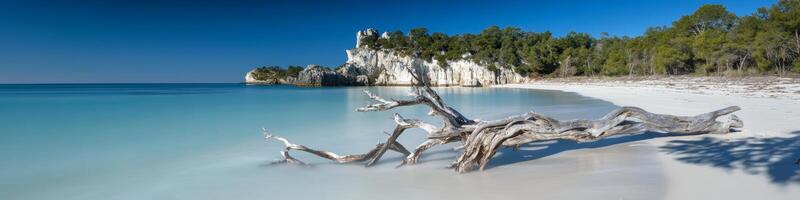 Sun-Bleached Driftwood Rests on a Secluded Beach with Turquoise Water and Lush Greenery photo