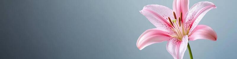 Close-Up, Elegantly Displayed Pink Lily with Soft Focus Background and Ample Copy Space photo