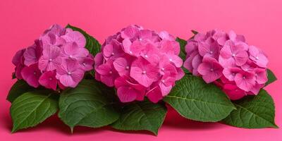 Beautiful Blooming Pink Hydrangea Macrophylla Flowers On A Vibrant Pink Background With Copy Space photo