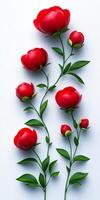 Minimalist composition with fresh Peonies, copy space. Delicate flower buds on blooming stems. photo