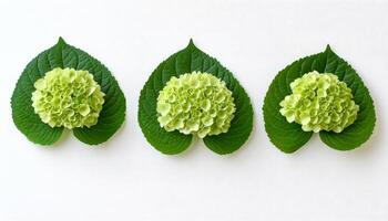 Three Green Hydrangea Flowers in Heart-Shaped Leaves on White Background, Copy Space. photo