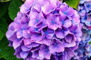 A close-up photograph of a vibrant purple hydrangea flower in bloom, showcasing intricate petal details and soft blue centers against a blurred background. Perfect for floral designs. photo