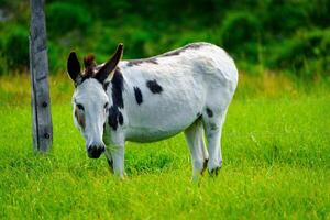This image features a white donkey with black spots, grazing in a lush green pasture. The donkey has long ears and a dark mane, standing gracefully near a rustic wooden fence. photo