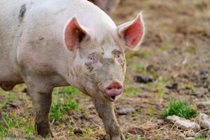 A content happy pig on a rural farm outdoors. The pig is standing in the middle of the photo and is looking at the camera. It has a pink skin and is covered in mud.