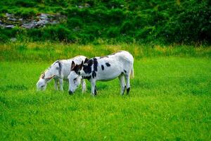 The donkeys are standing side by side, both facing the camera. They have long ears and black hooves. The donkey on the left is gray and white, while the donkey on the right is mostly white. photo