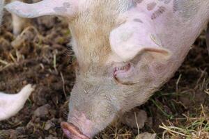 A pig is enthusiastically rooting around in the dirt, searching for food. The pig is on a sunny farm, surrounded by green grass and other farm animals, enjoying its day. photo