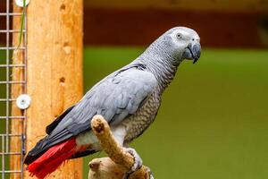 A close-up portrait of an African grey parrot perched on a branch. The parrot gazes at the camera with its intelligent, dark eyes, showcasing its vibrant feathers and unique personality. photo