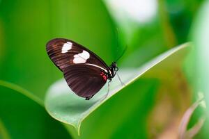 A graceful postman butterfly with black and white wings trimmed in red rests on a giant leaf. The postman butterfly is known for its black and white wings with red accents. photo