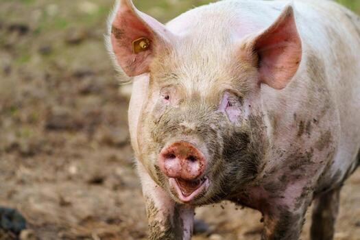 A cheerful, muddy pig stands happily on a farm, its playful expression captured as it gazes at the camera. The rustic setting features lush greenery and a serene atmosphere, embodying farm life. photo