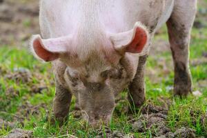 A large white pig stands in a lush grassy field, looking curiously at the camera. The pig has large floppy ears, a prominent pink snout, and its bristles glisten in the sunlight. photo
