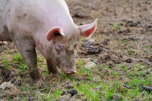 A dirty domestic pig with a pink body and black snout searches for food in the rich soil of a vibrant farm. The blurred background features lush grass, colorful plants, and agricultural elements. photo