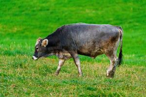 A serene gray cow with a distinct white belly and gentle horns stands gracefully in a lush green pasture. The cow is facing left, surrounded by vibrant greenery, creating a peaceful rural scene. photo