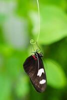 A delicate black and white butterfly with red accents rests on a green vine tendril. Its intricately patterned wings are folded, set against a soft blur of lush green foliage. photo