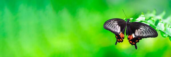 A beautiful black and orange butterfly sits on a green leaf, showcasing its intricate patterns and vivid colors against a lush green background, representing nature s artistry. photo