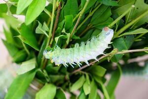 A vibrant green caterpillar with distinct white and yellow markings is crawling on a leafy branch, highlighting the intricate details of its body against the lush greenery of its natural habitat. photo