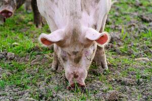 A dirty pig is diligently looking for food on the ground, showcasing its snout as it digs. The pig is in sharp focus while the blurred background captures the essence of a rural farm setting. photo