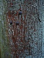 Natural background, lichens on a tree bark photo