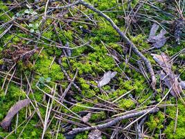 A patch of moss on the ground with some dead twigs and leaves photo