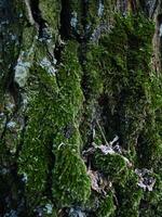 Mossy Texture of oak bark from the Quercus or oak tree as a background. Wooden tree texture. photo
