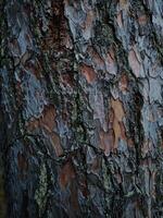 Natural background, lichens on a tree bark photo