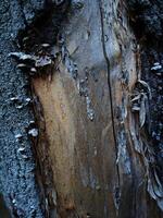 Natural background, lichens on a tree bark photo