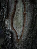 Natural background, lichens on a tree bark photo