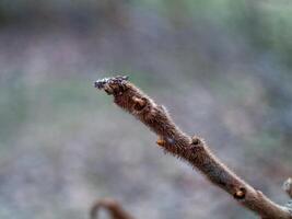 A branch with a bug on it photo
