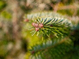 A pine tree branch with three cones on it photo
