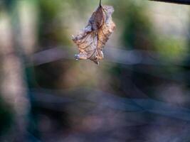 A leaf is hanging from a tree branch photo