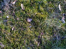 A patch of grass with some leaves and twigs on it photo