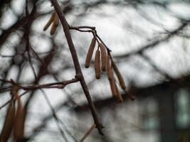A tree branch with a few leaves on it photo